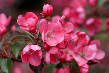 Zierquitte (Chaenomeles) oder Scheinquitte mit Blüten