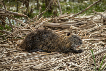 Nutria taken in coastal Texas in the wild