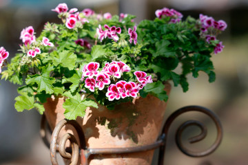 Geranien in Deko-Steintopf