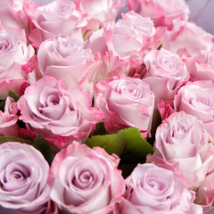 Closeup square photo of red and pink, white roses