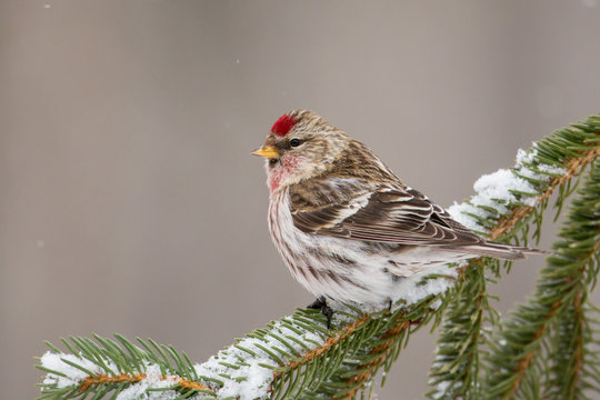 Common Redpoll on spruce taken in northern MN in the wild