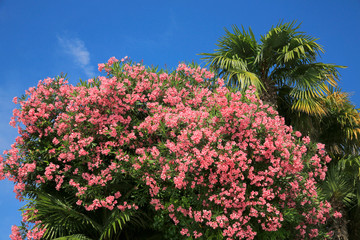 Fototapeta na wymiar Oleander (Nerium oleander) in Blüte