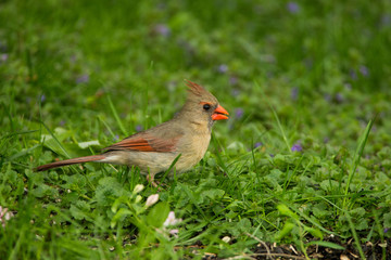 Northern Cardinal female in grass taken in central MN