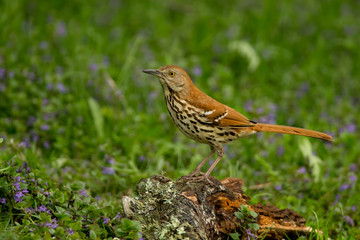 Brown Thrasher taken in central MN