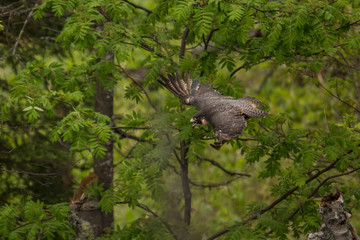 Peregrine Falcon adult in flight taken in northern MN in the wild