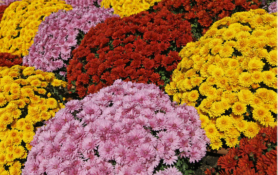 Chrysanthèmes Images – Browse 958 Stock Photos, Vectors, and Video
