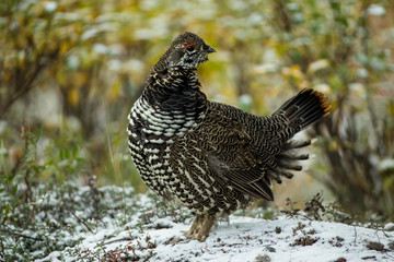 Spruce Grouse male taken in Denali NP Alaska