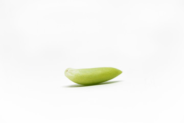 A single green succulent leaf over a white background