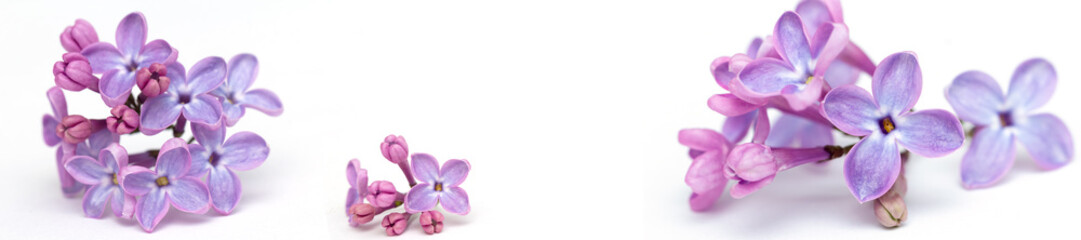 Naklejka premium banner lilac on a white background