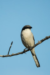 Fototapeta premium Loggerhead Shrike taken in SW Florida