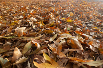 Fall leaf litter