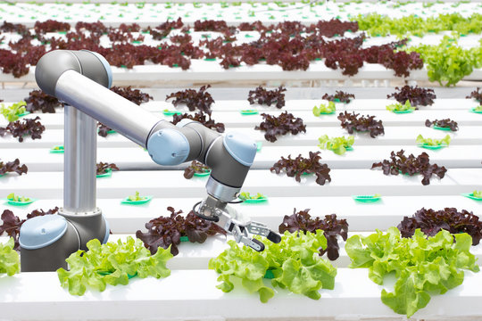 Futuristic robotic arm for agriculture. smart farm automation robot assistant with hydroponic technology. lattuce salad plant growing in greenhouse.