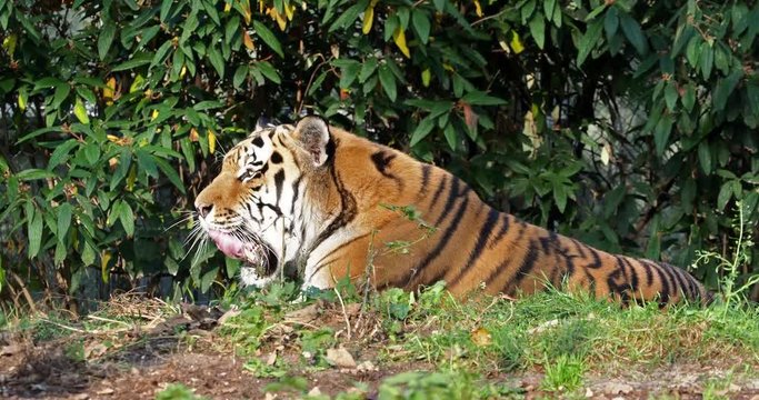 Tiger -  Panthera tigris