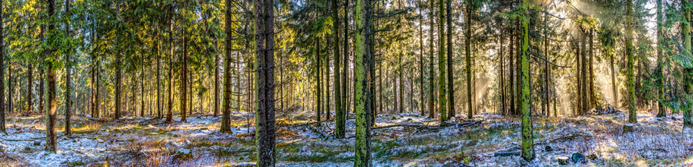 sunrise in early morning in the forest with bright sunbeam