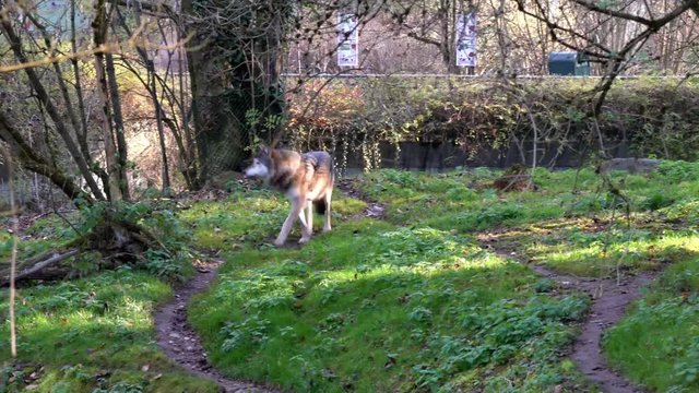Europ&auml;ischer Wolf -  Canis lupus
