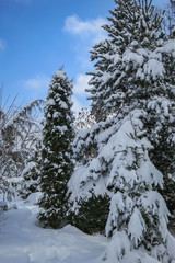 Real winter. Pines, spruce and shrubs are covered with white fluffy snow.