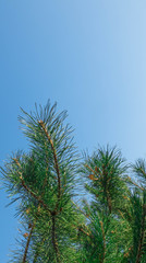 Naklejka premium A beautiful natural delightful gorgeous image of a pine branch view on a natural blue sky background in an autumn warm sunny morning.