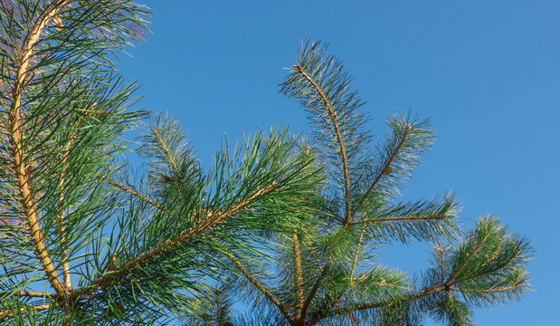 A beautiful natural delightful gorgeous image of a pine branch view on a natural blue sky background in an autumn warm sunny morning.