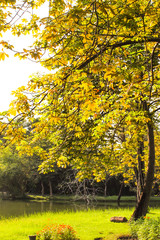 pond and Green lawn with trees in park under sunny light