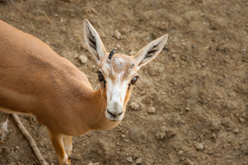 Gazelle (Gazella subgutturosa) looking to camera. Close up.
