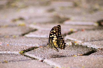 Fototapeta na wymiar Black yellow Butterfly landing on concrete pavement