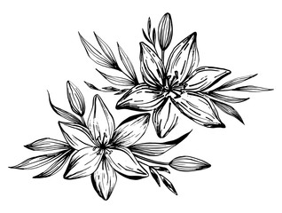 Hand drawn lilies flowers isolated on a white background. Lily Flower. Vector illustration for tattoo sketch, floral background, greeting card, wedding invitation , birthday, mother's, Valentine's Day