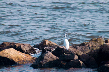 Fototapeta na wymiar Sea bird on the rock