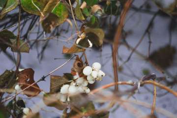 White berries in the snow