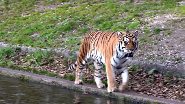 Tiger -  Panthera tigris