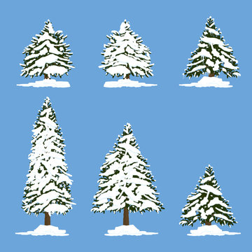 Pine tree under snow illustration. Vector.