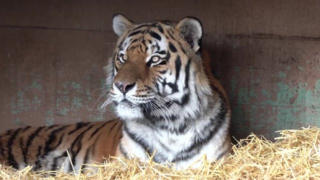Tiger -  Panthera tigris