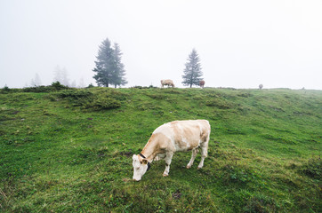 Lone cow grazing in the Swiss Alps fog