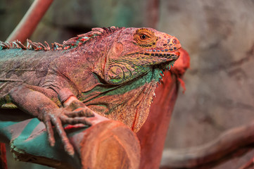 Green iguana, side view.
