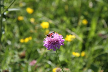 Zygène  Filipendulae