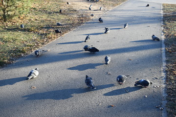 Autumn. Park. Pigeons