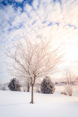 Fototapeta na wymiar Winter scene in Central Kentucky
