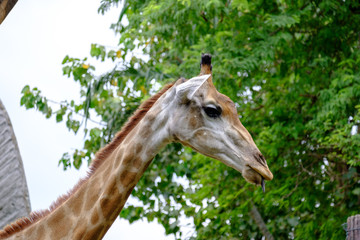 close-up giraffe in the zoo