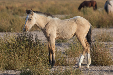 Obraz premium Ładny dziki koń źrebię