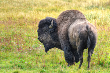 Bull Buffalo