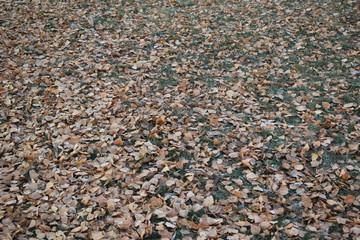 Autumn. The leaves on the grass. Texture