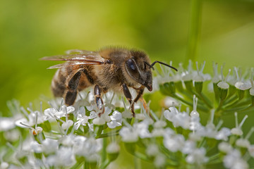 Biene auf Wiesen Bärenklau