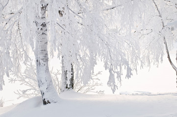 Snow and frost covered birch tree on riverbank. Winter view.