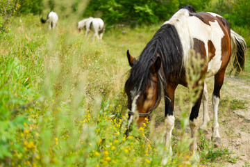 Horses grazing in the grass. Flower meadow. Trees, plants, animals.
