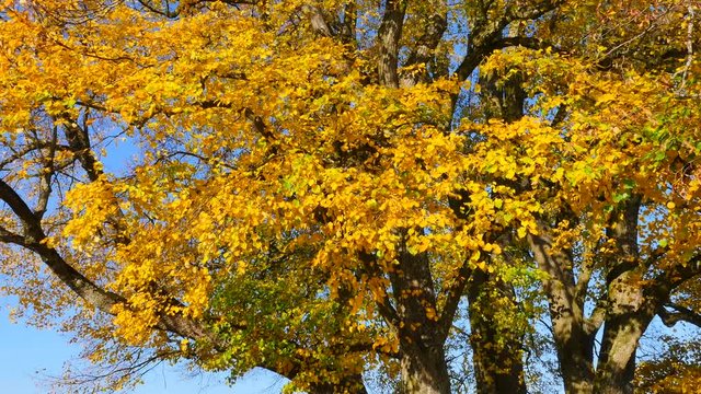 Limetree (Tilia platyphyllos)