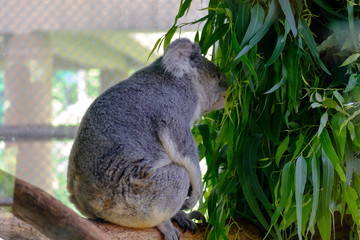 koala in a tree and eating