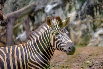 zebra in the zoo