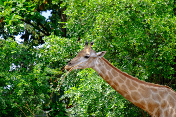 giraffe is eating in the zoo