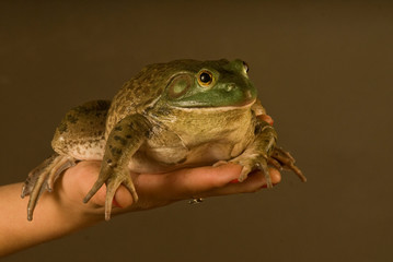 rana toro estado de mèxico