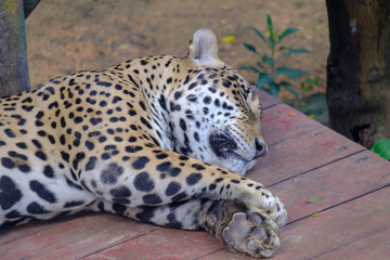 leopard is sleeping