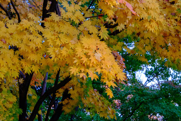 yellow maple leaves in autumn in Korea